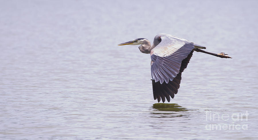 Blue Heron In Flight   #1043 Photograph by J L Woody Wooden