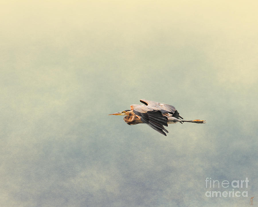 Blue Heron in Flight 2 Photograph by Jai Johnson