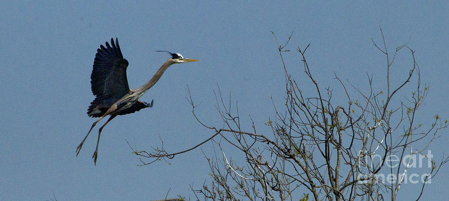 Blue Heron in Flight Photograph by J L Woody Wooden