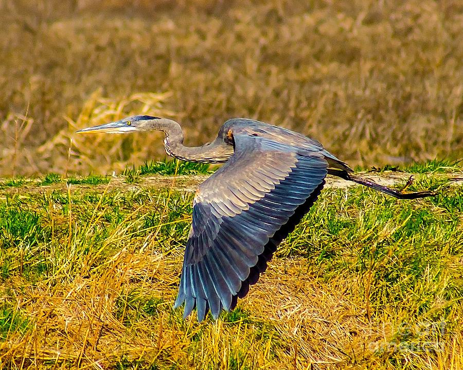 Blue Heron in Flight Photograph by Nick Zelinsky Jr