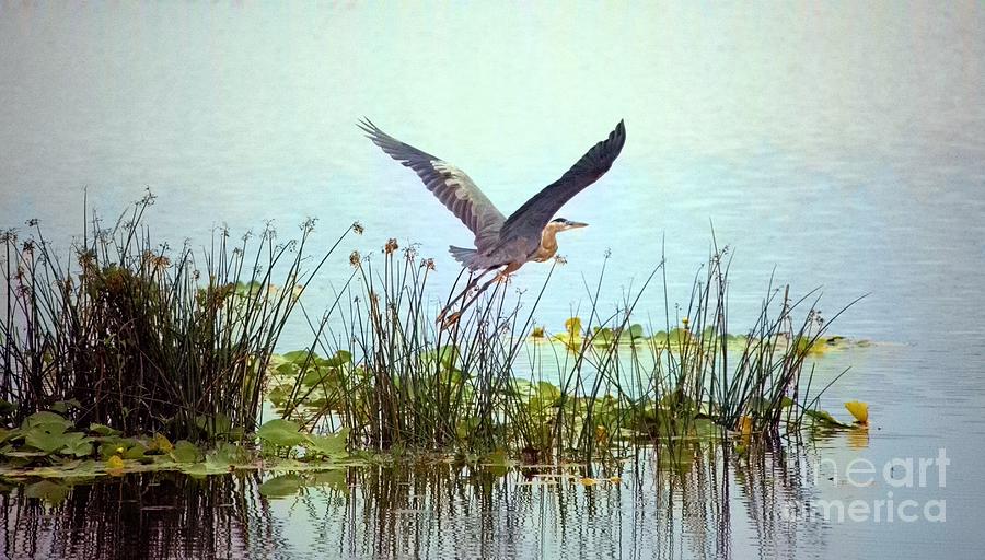 Wildlife Photograph - Blue Heron in Flight_large by Randy Matthews Wildlife Photograph - Blue Heron in Flight_large by Randy Matthews