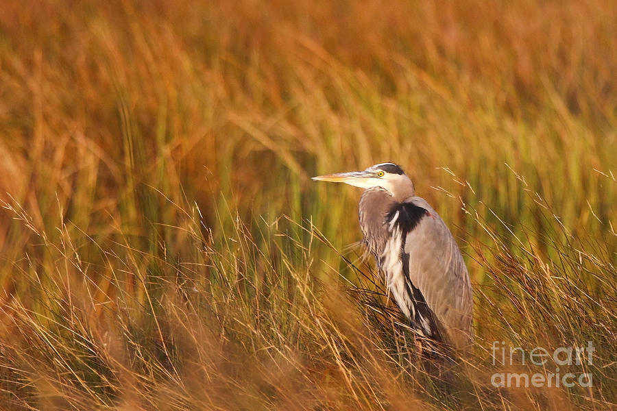 Blue Heron in Louisiana Marsh Photograph by Luana K Perez