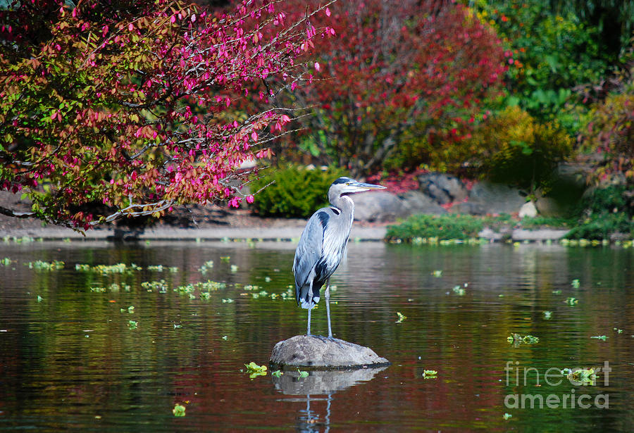 Tree Photograph - Blue Heron in Pond by Nancy Mueller