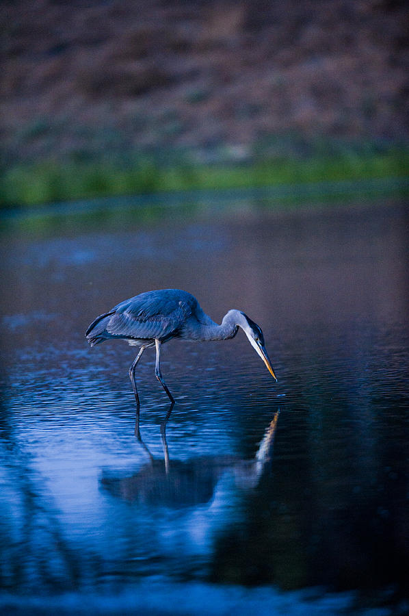 Heron Photograph - Blue Heron in Pond by Richard Brooks