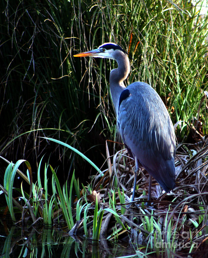 Blue Heron in Tall Grass Photograph by Nick Gustafson