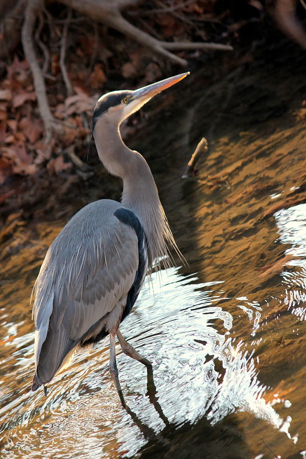 Blue Heron in the Forest Photograph by Rosanne Jordan - Fine Art America