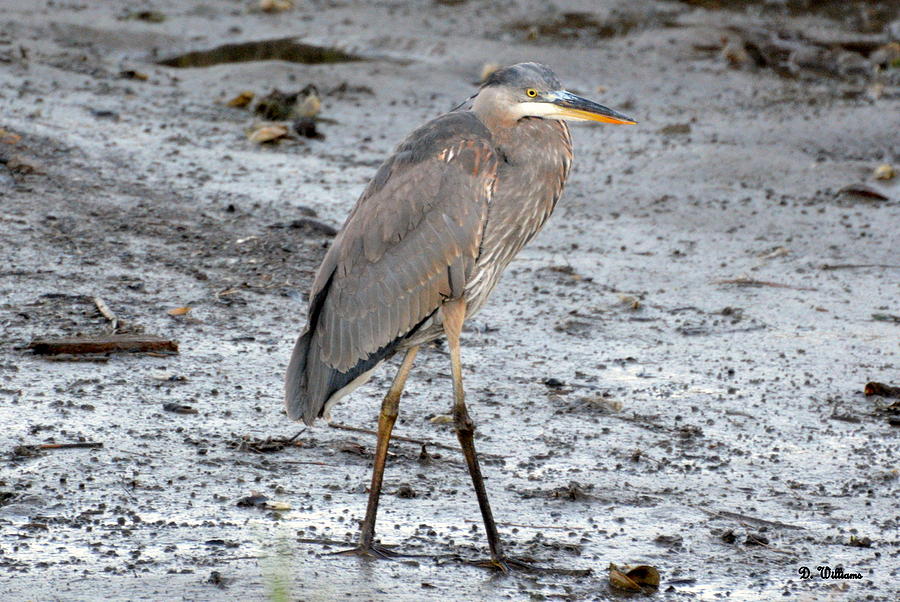 Blue Heron in the Marsh Photograph by Dan Williams