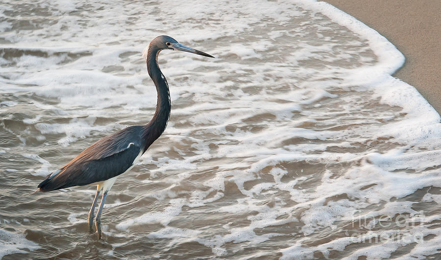 Blue Heron in the Surf Photograph by Vicki Kohler - Fine Art America