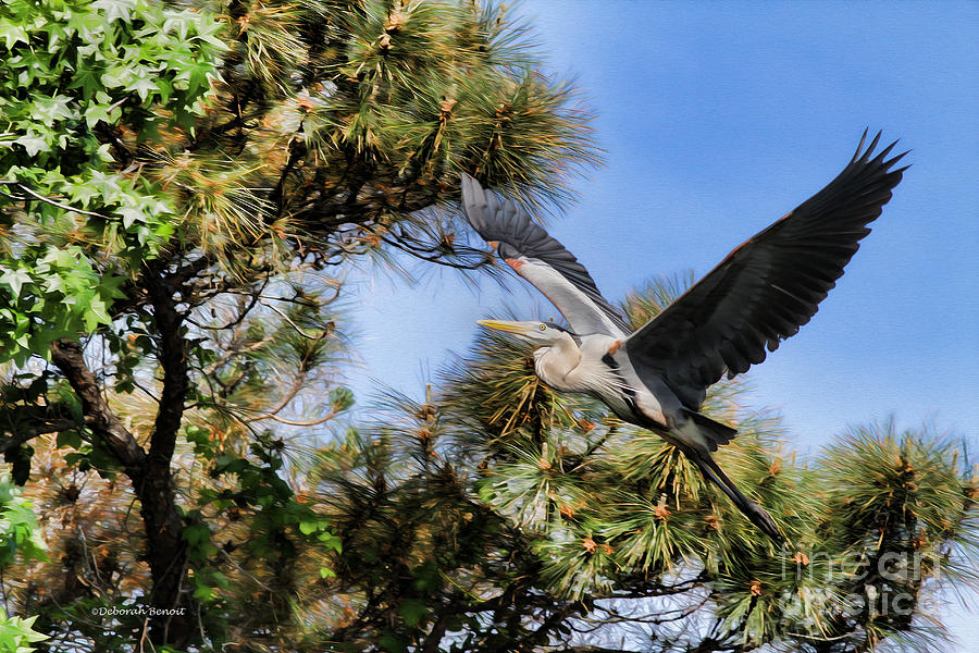 Blue Heron in the Trees Oil Photograph by Deborah Benoit