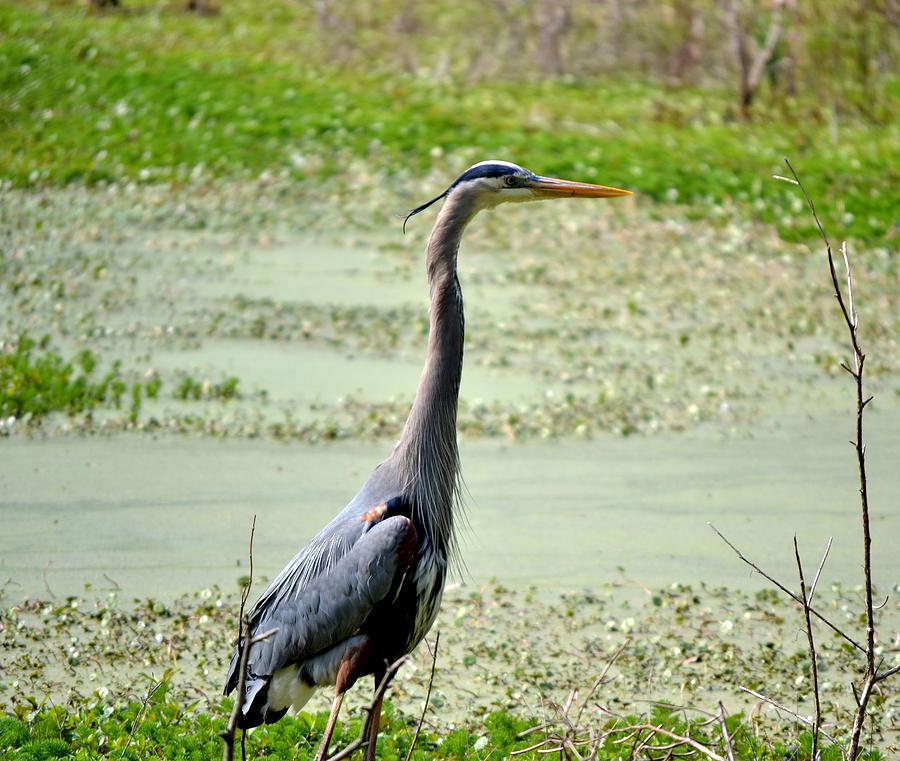 Blue Heron  Photograph by Jeff  Bjune 