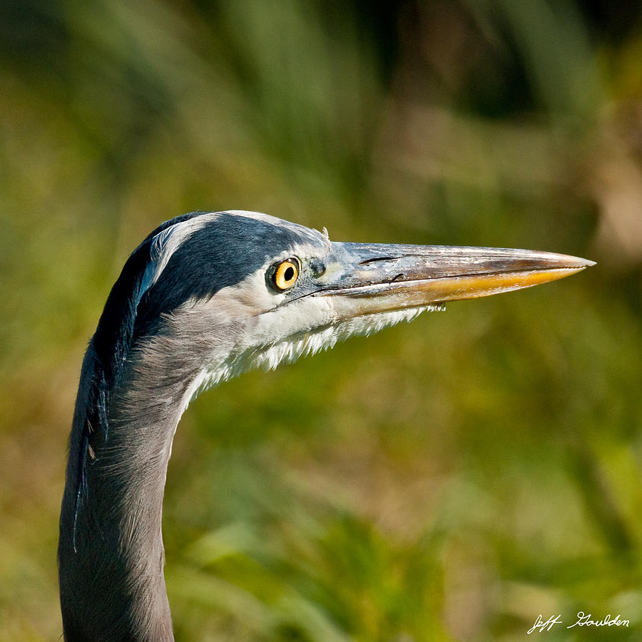 Blue Heron Photograph by Jeff Goulden