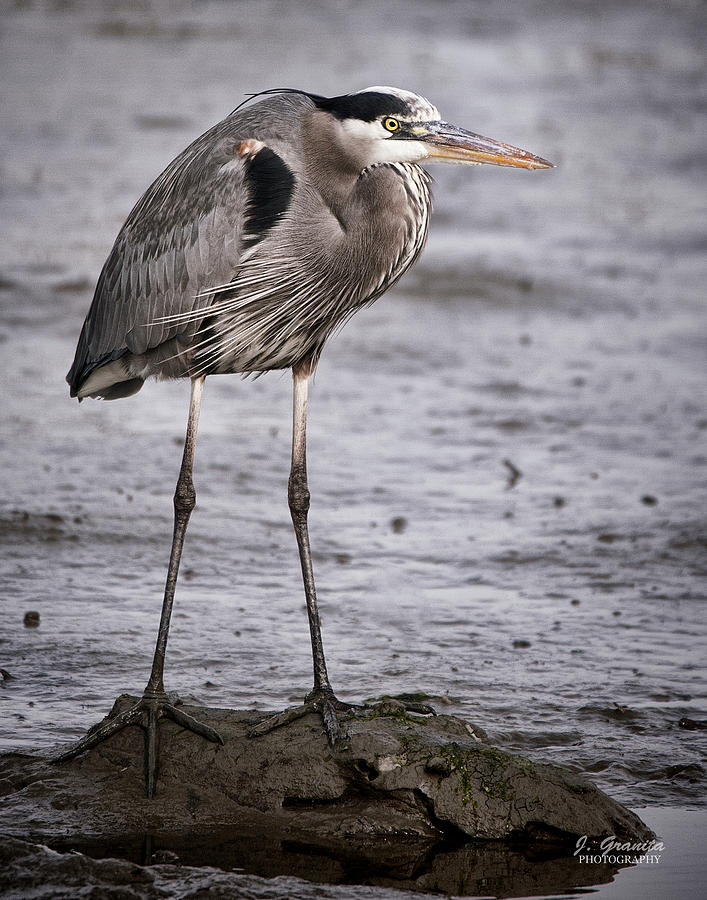 Blue Heron Photograph by Joe Granita