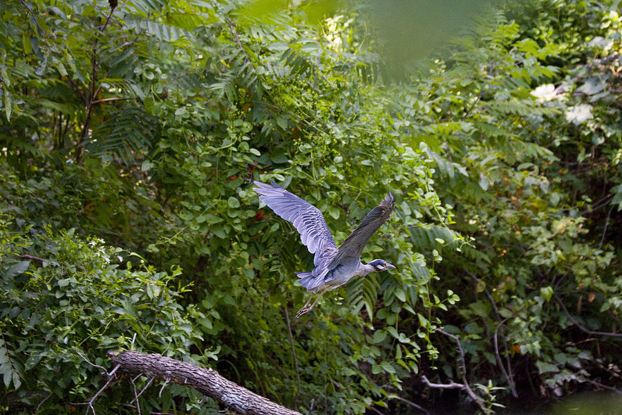 Water Photograph - Blue Heron Journey I by Vernis Maxwell