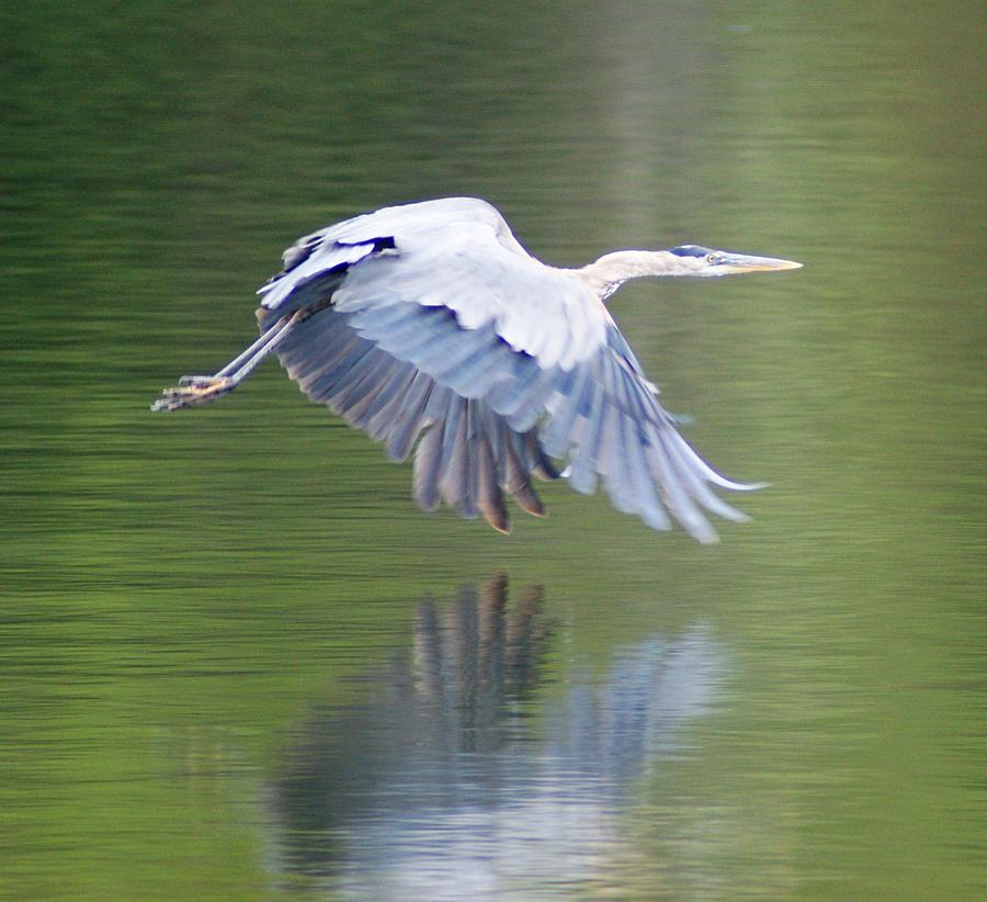 Bird Photograph - Blue Heron by Kasie Morgan