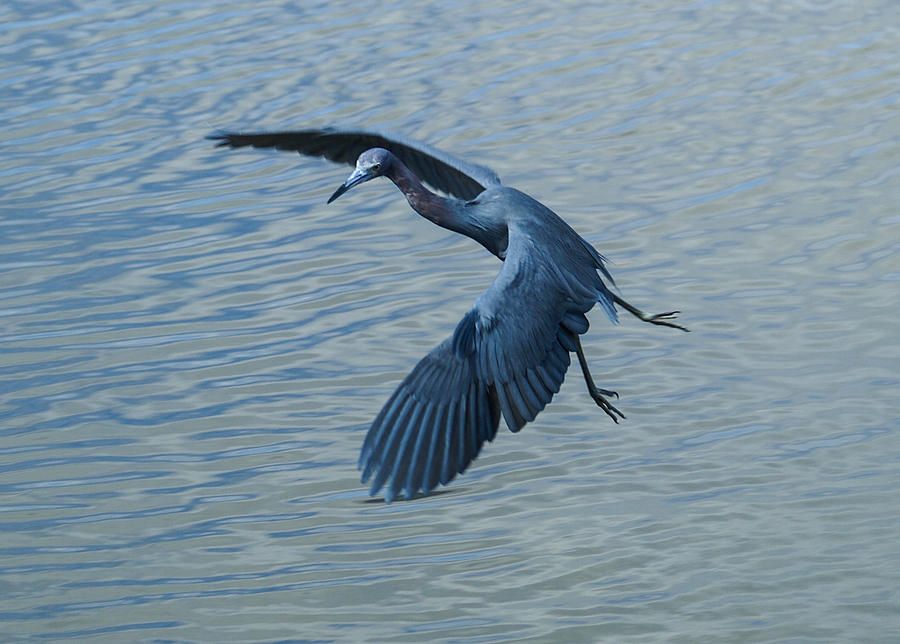 Wildlife Photograph - Blue Heron Landing by Benjamin Andersen