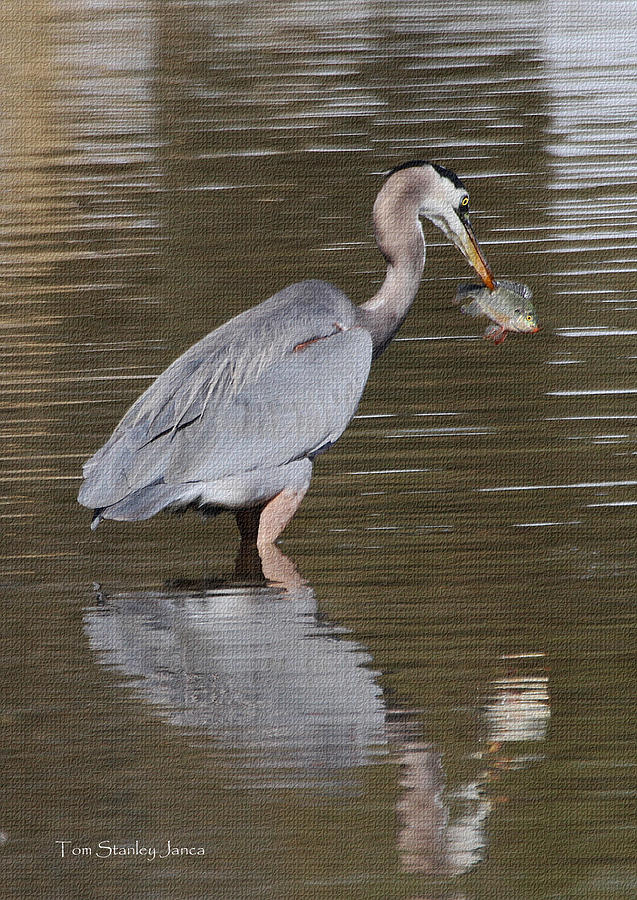 Blue Heron  Meets Blue Gill For Lunch Poor Blue Gill Photograph by Tom Janca