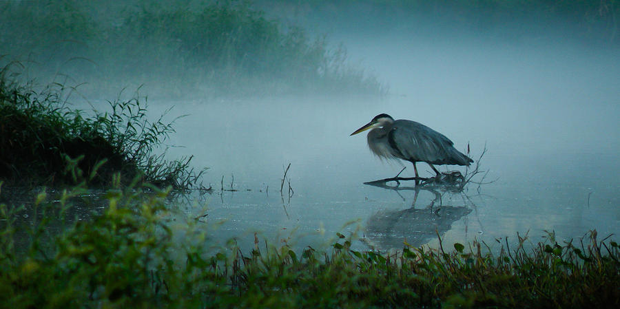 Blue Heron Morning Photograph by Deborah Smith