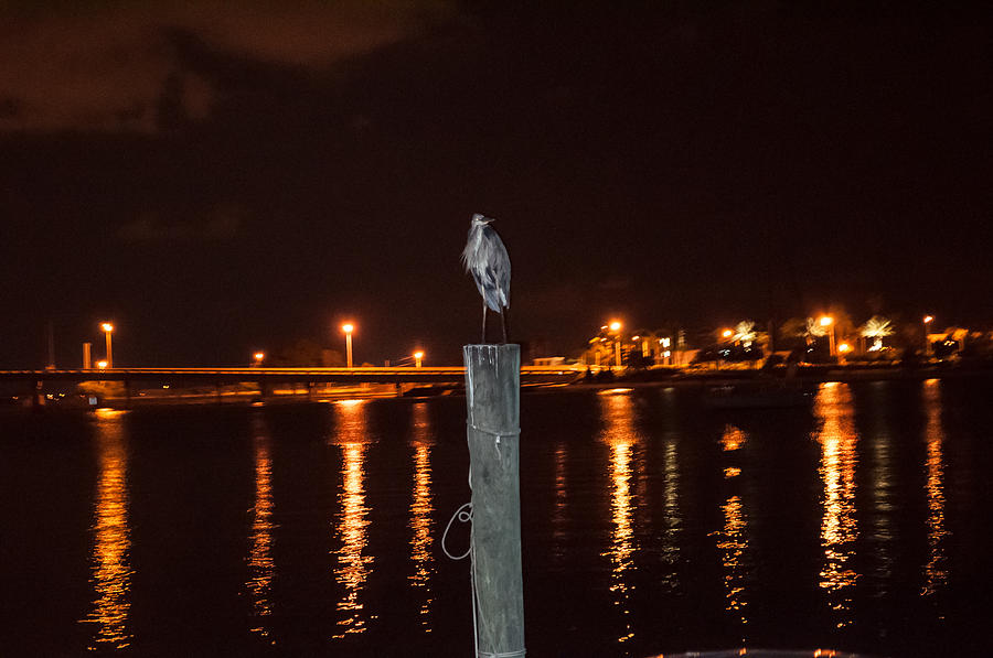 Blue Heron Night Photograph by Gregory Everts - Fine Art America