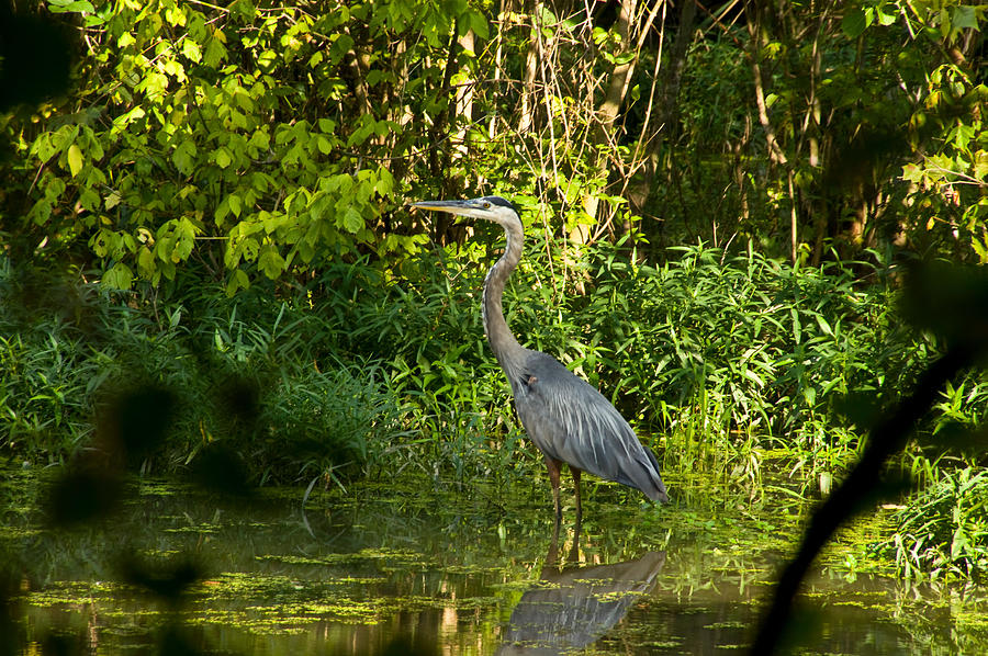 Blue Heron Oasis Photograph by Vernis Maxwell | Pixels