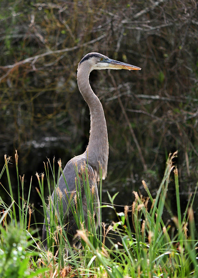 Blue Heron of the Everglades Photograph by Kathleen Scanlan