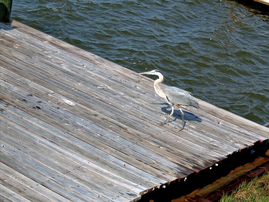 Photograph Photograph - Blue Heron On Dock by Marian Bell Photograph Photograph - Blue Heron On Dock by Marian Bell