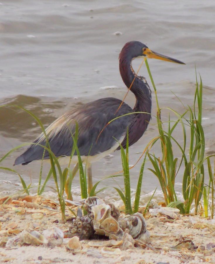 Blue Heron on Oyster Shell Beach Photograph by Sheri McLeroy