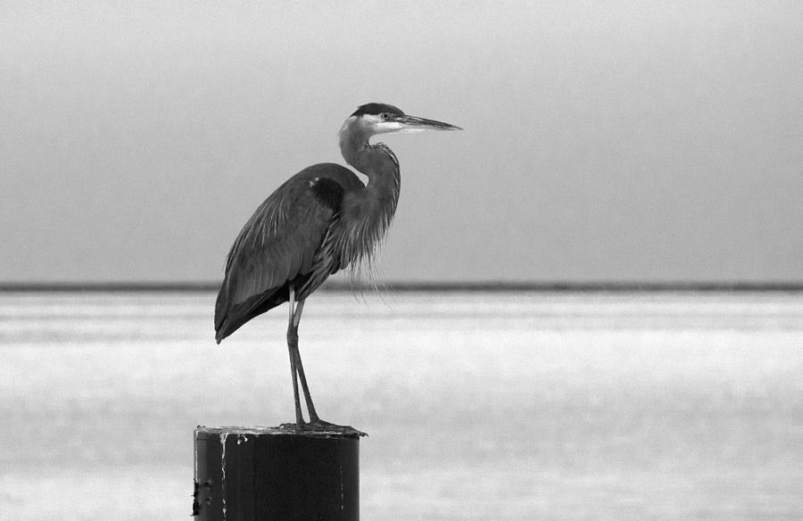 Blue Heron on Post Photograph by Paul Ross