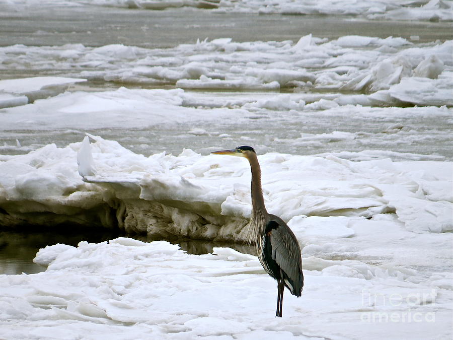 Blue Heron On The Icy Bay Photograph by Nancy Patterson