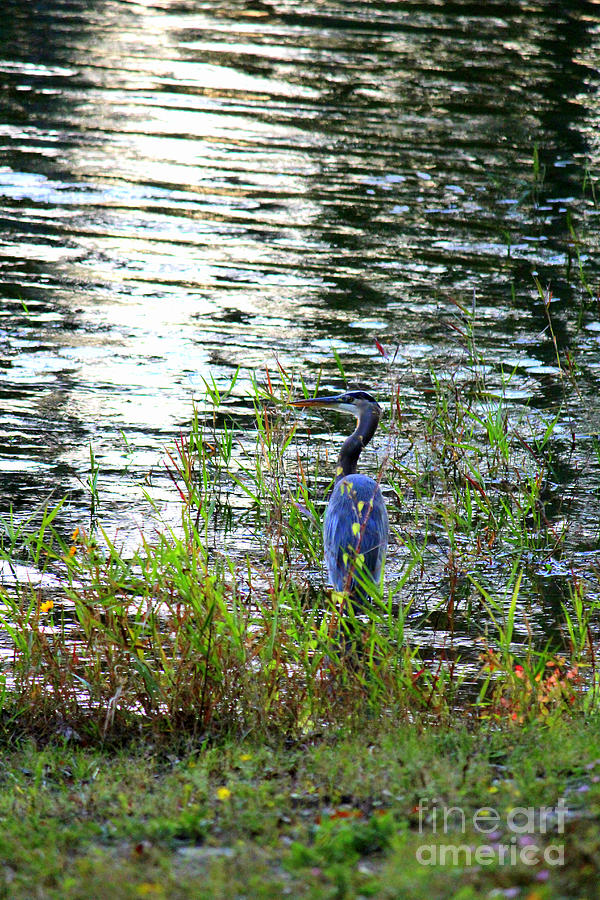 Blue Heron On The Waters Edge Photograph by Kathy  White
