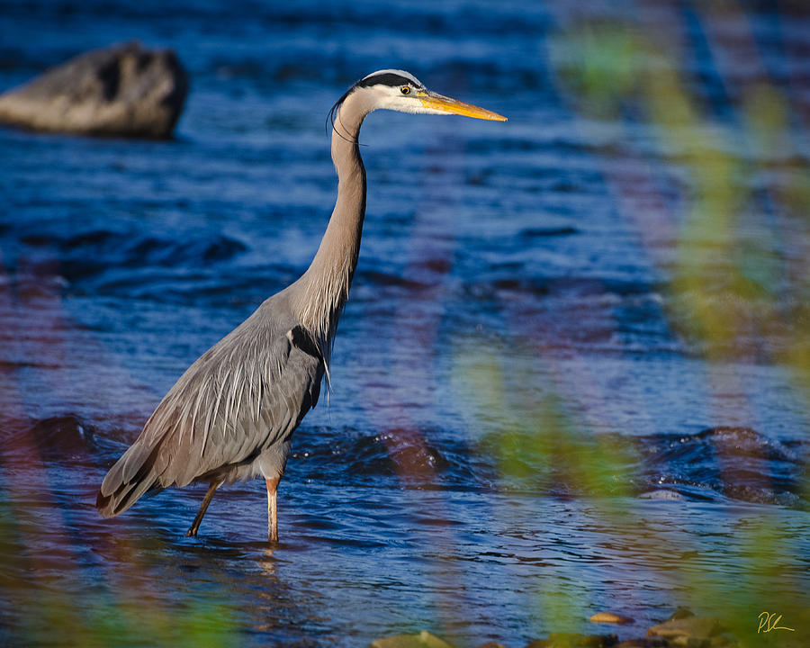Bird Photograph - Blue Heron by Pat Scanlon Bird Photograph - Blue Heron by Pat Scanlon
