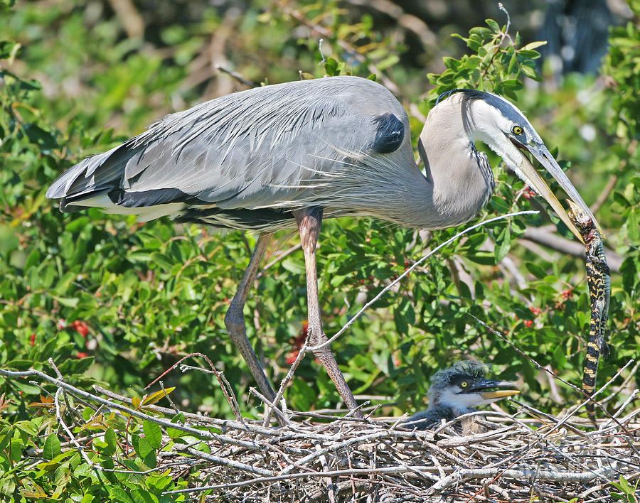 Blue Heron Payback Photograph by Dale Erickson - Fine Art America