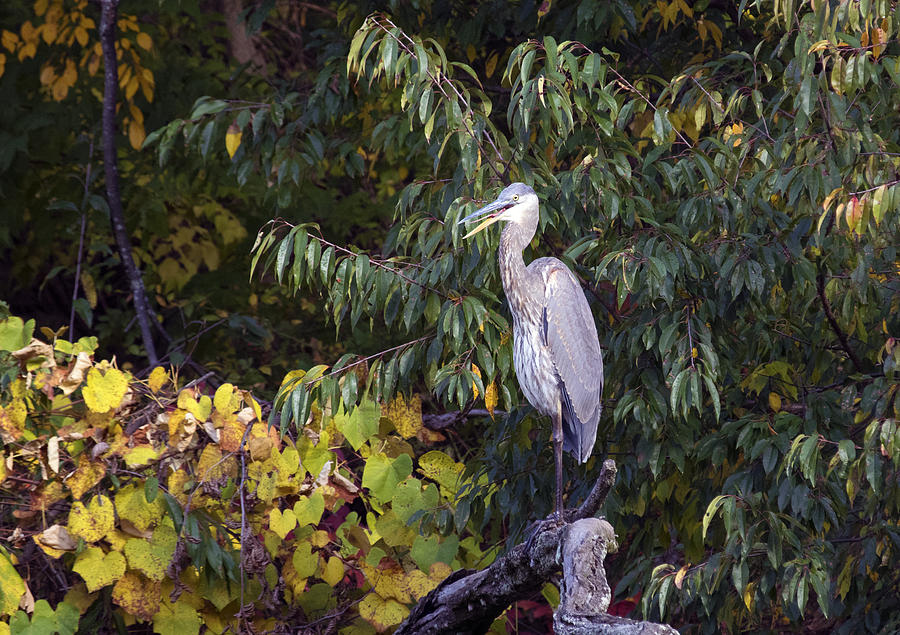 Blue Heron Perched in Tree Photograph by Paul Ross