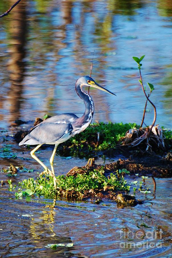Blue Heron Posing Photograph by William Wyckoff
