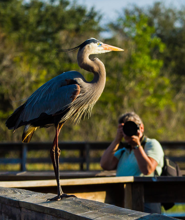 Bird Photograph - Blue Heron Ready for Its Closeup by Andres Leon