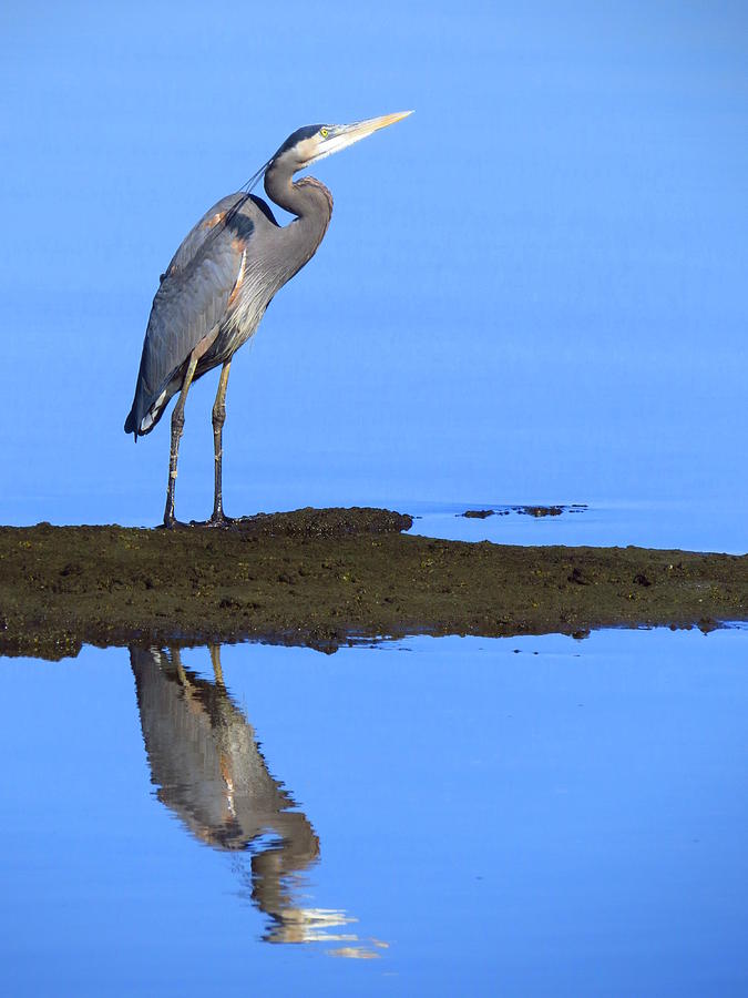 Great Blue Heron in autumn reflection | I went to the 