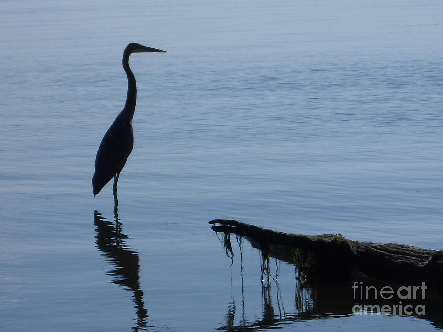 Heron Photograph - Blue Heron Reflection by Stacy Frett
