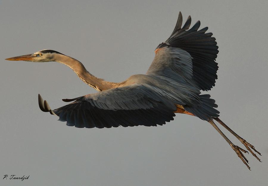 Nature Photograph - Blue Heron Rising by Patricia Twardzik