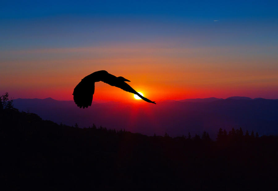 Heron Photograph - Blue Heron Rising with the Sun by John Haldane