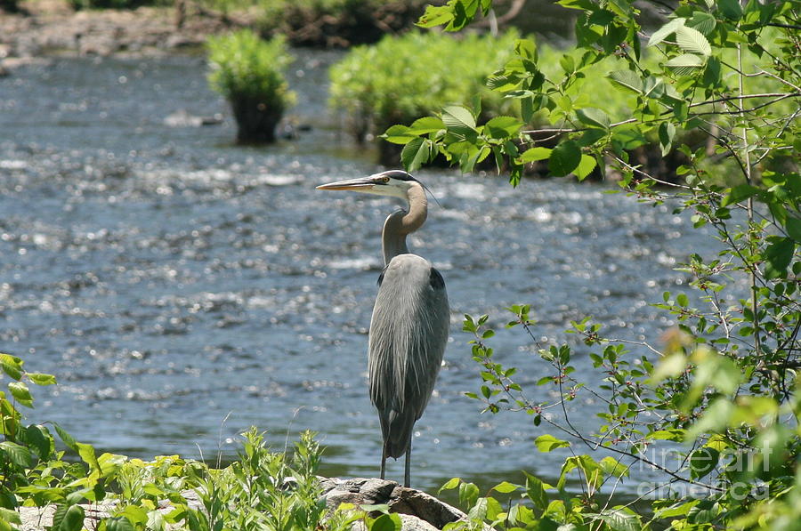 Blue Heron River Fishing  Photograph by Neal Eslinger