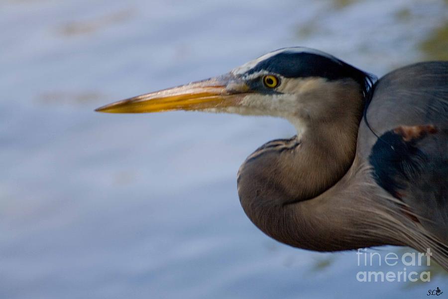 Blue Heron Photograph by Sandra Clark