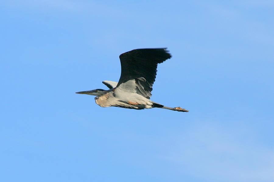 Blue Heron September Flight  Photograph by Neal Eslinger