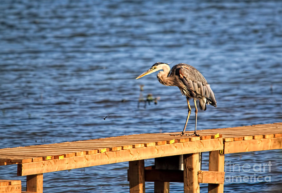 Heron Photograph - Blue Heron Spies the Dragonfly by Cathy Beharriell