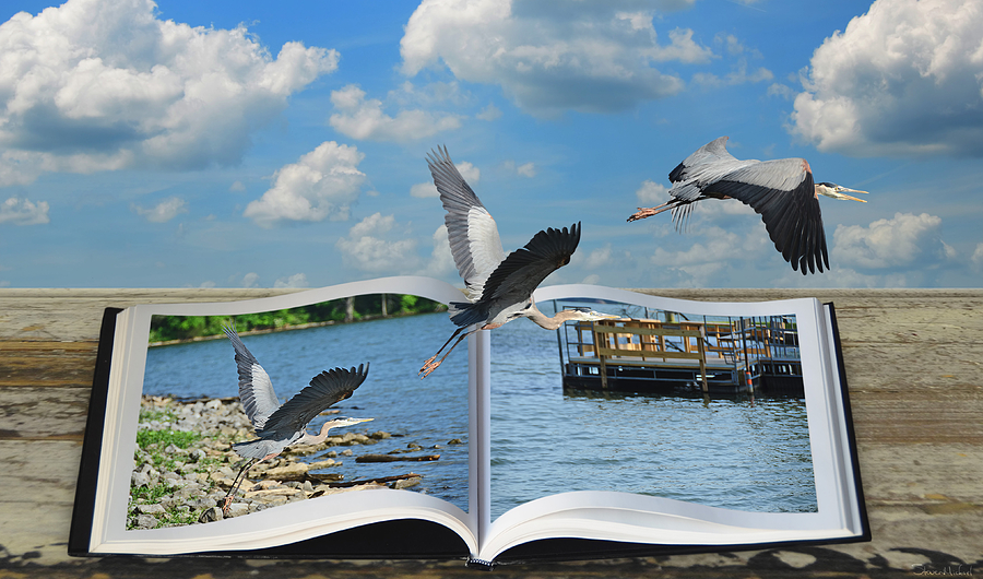 Blue Heron Storybook Photograph by Steven Michael