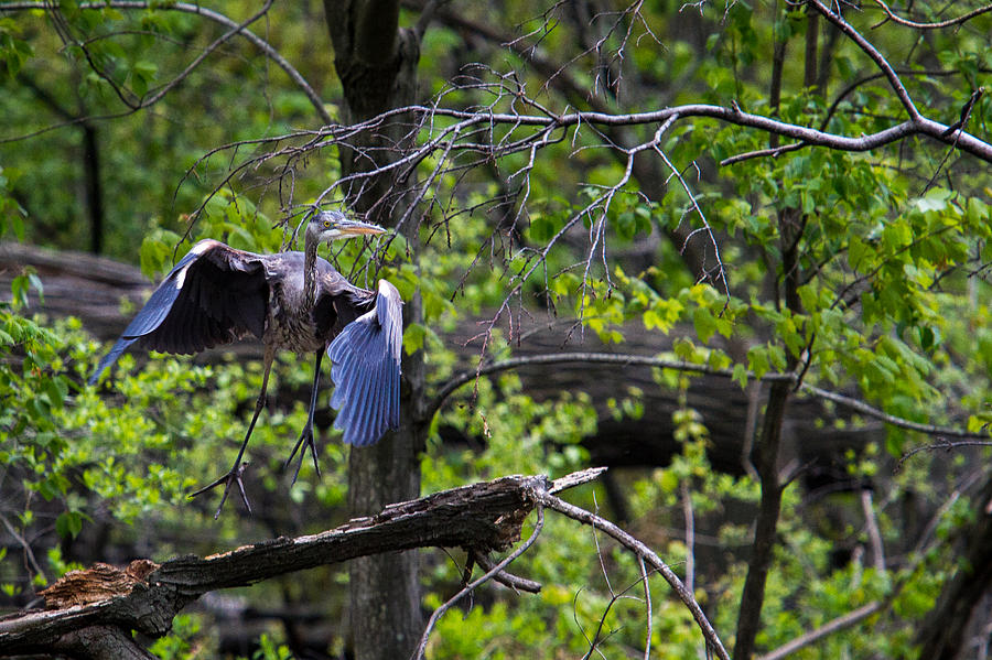 Blue Heron Take Off Photograph by Eleanor Abramson