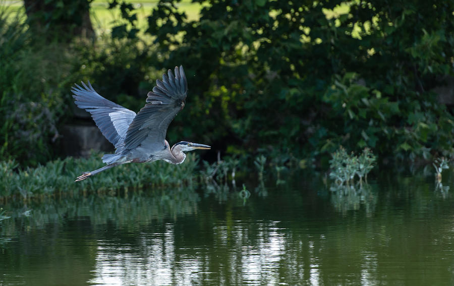 Blue Heron take-off Photograph by John Johnson