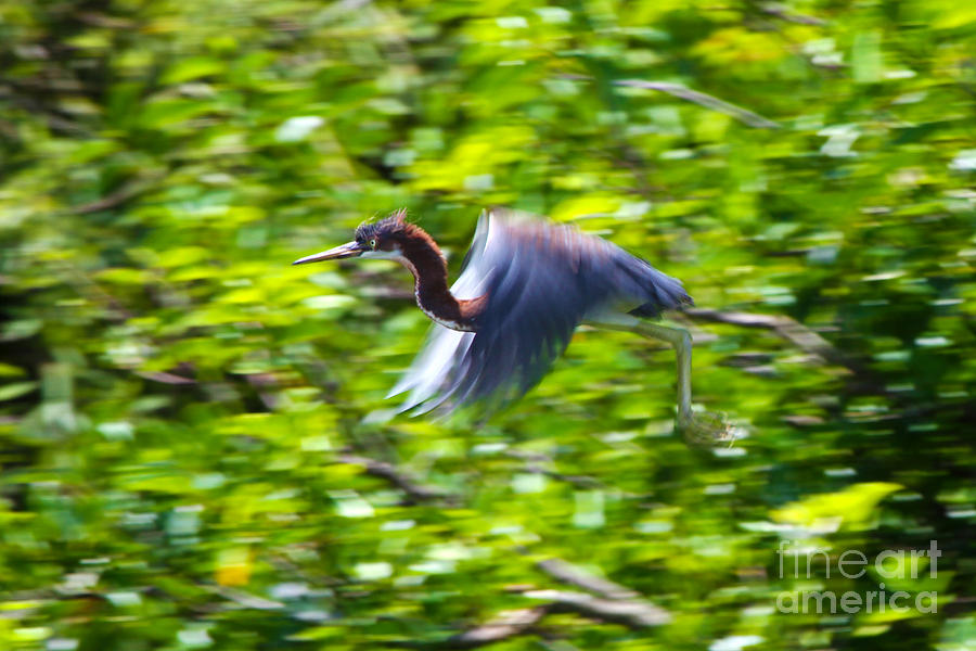 Heron Photograph - Blue Heron Takes Flight by Rick Bravo