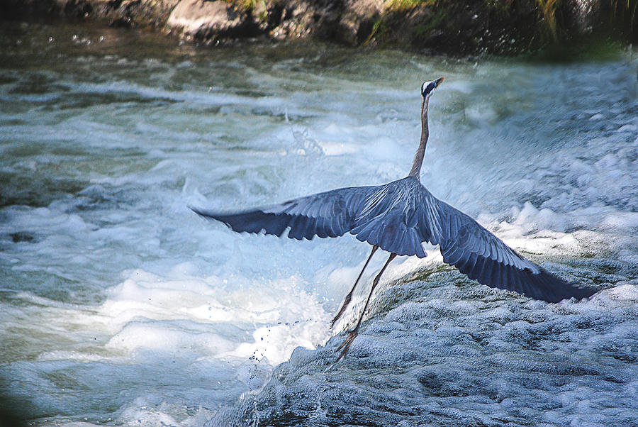 Blue Heron Takes Off Photograph by Lowell Monke
