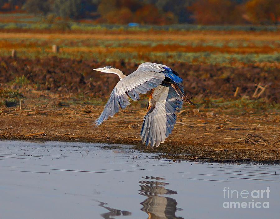 Blue Heron Taking Off Photograph by John  Kolenberg