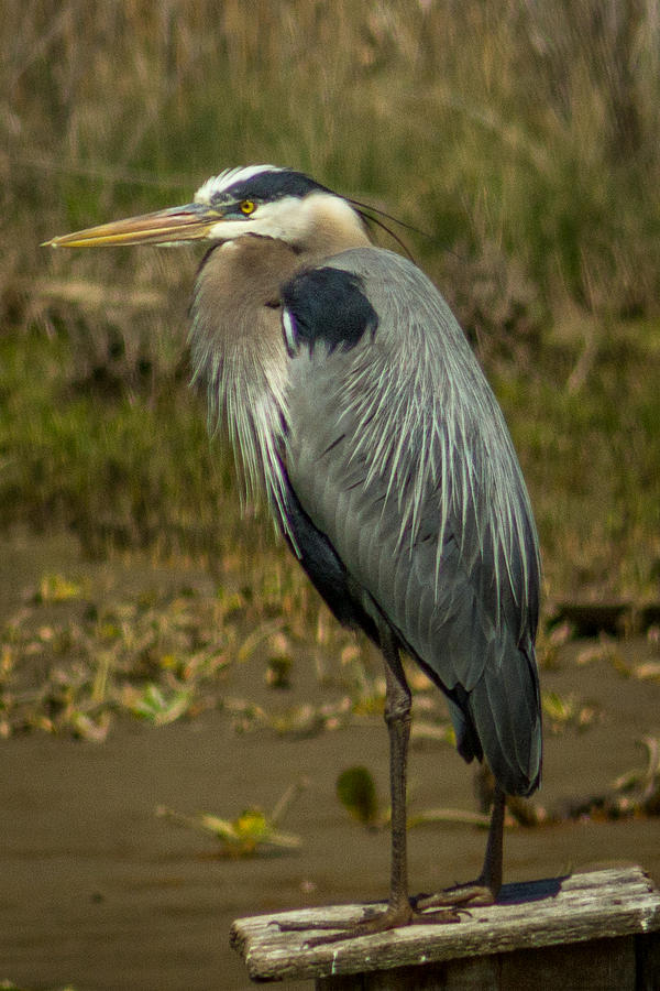 2014 Photograph - Blue Heron by Terry Thomas