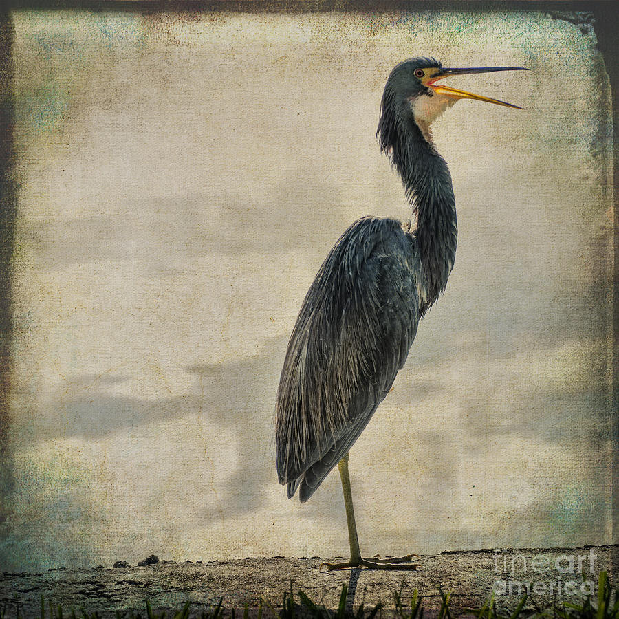 Blue Heron Textured Photograph by Judy Wolinsky